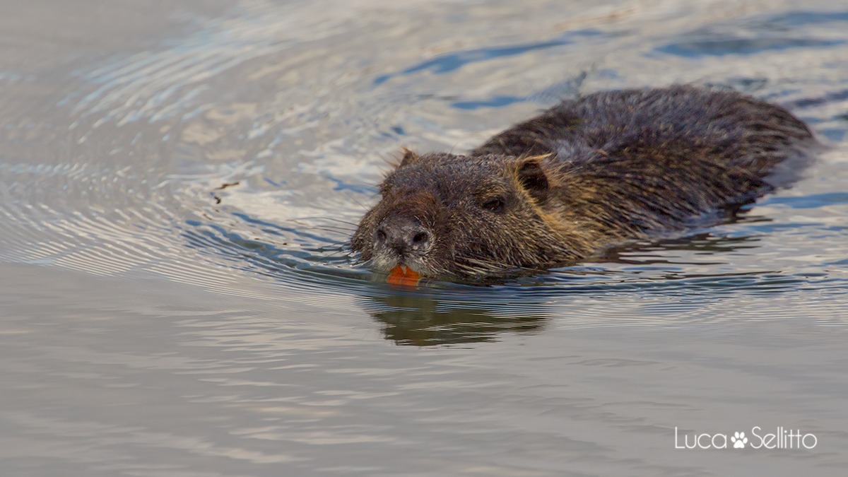 Nutria