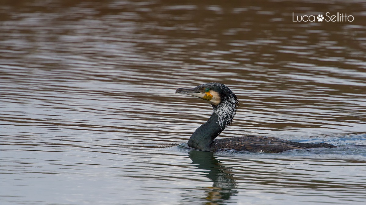Cormorant