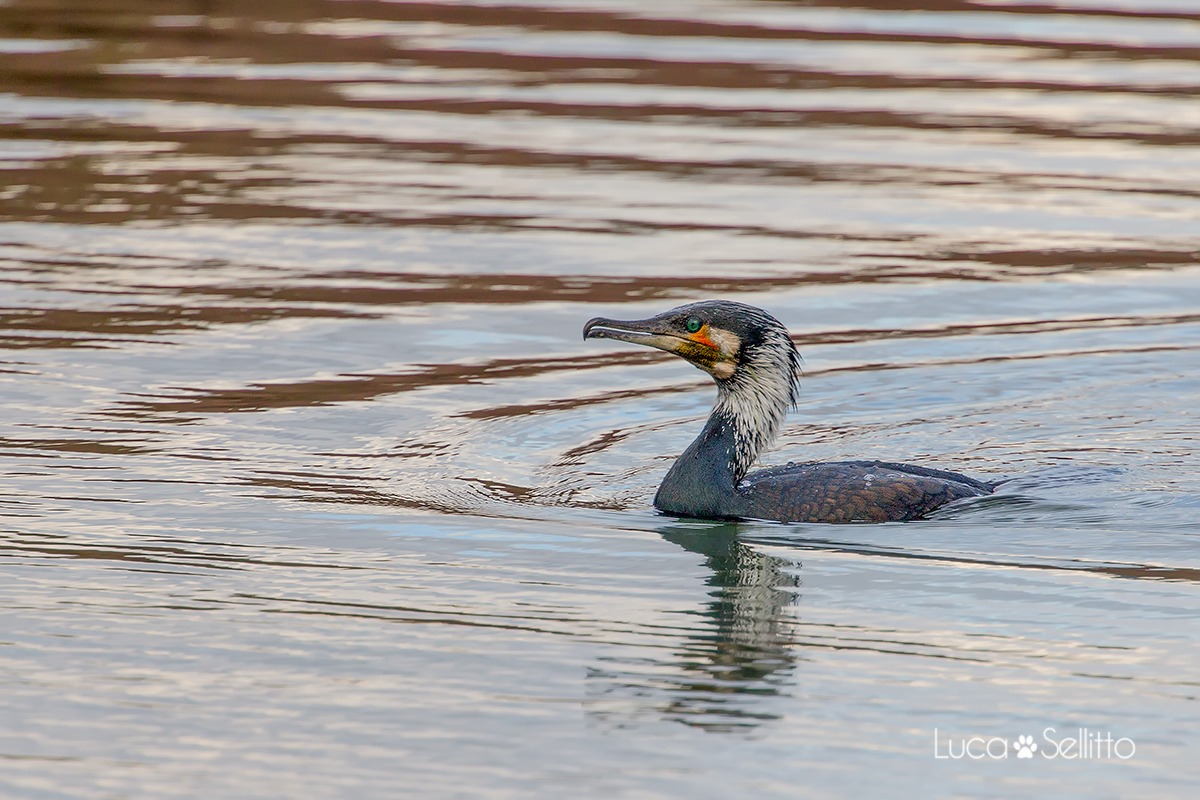 Cormorano