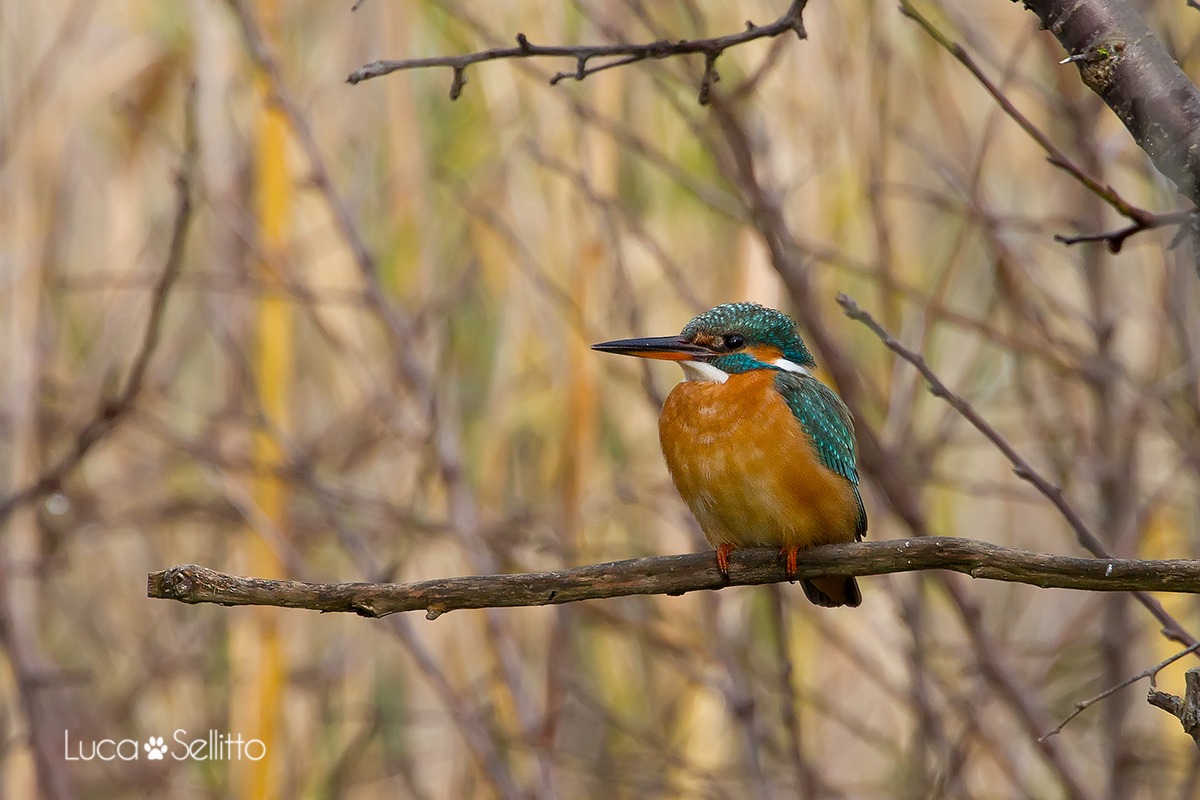 Kingfisher