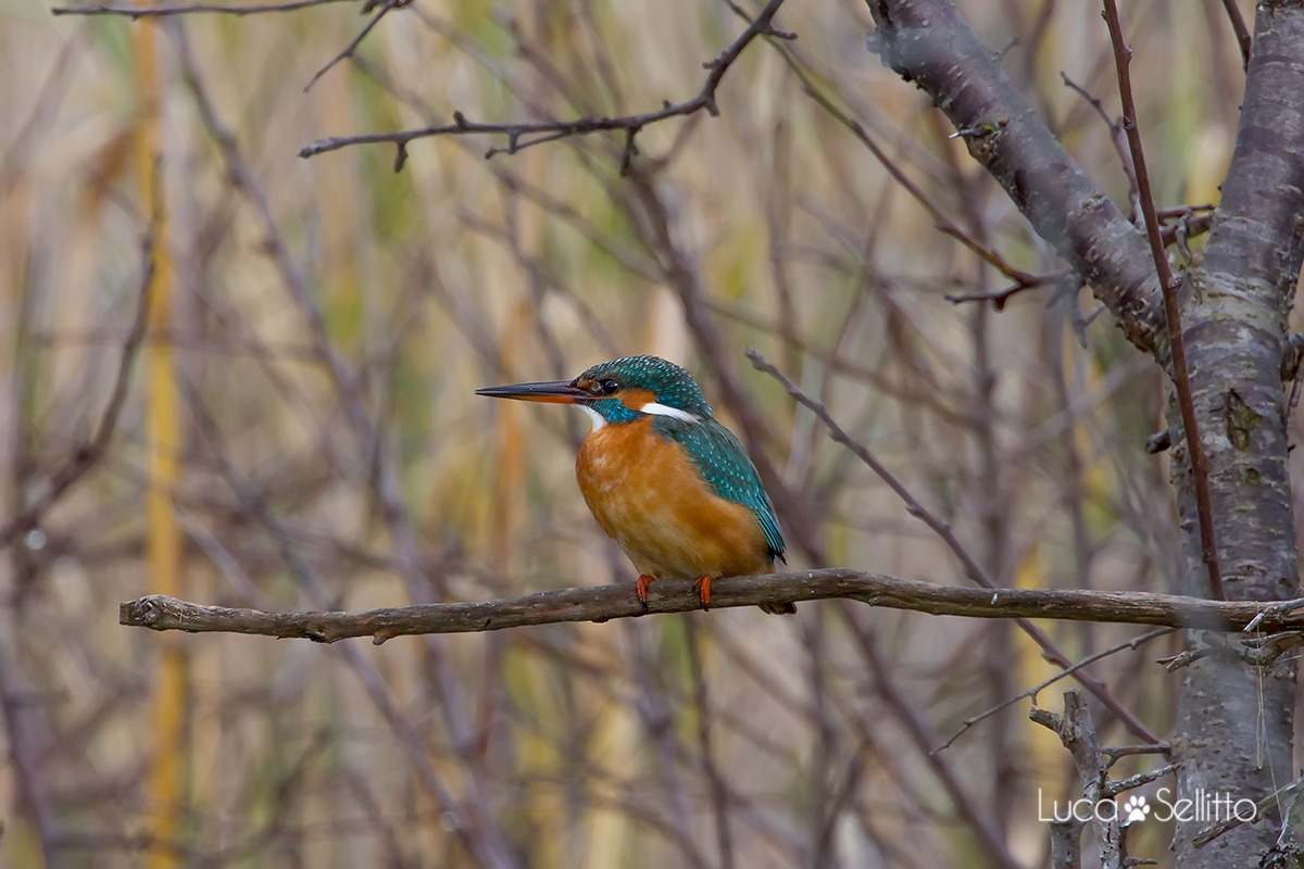 Kingfisher