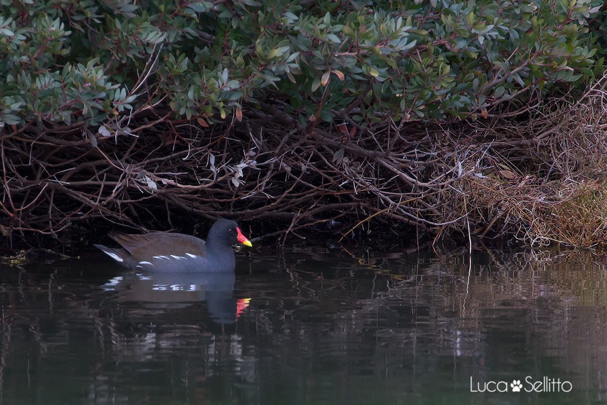 Moorhen