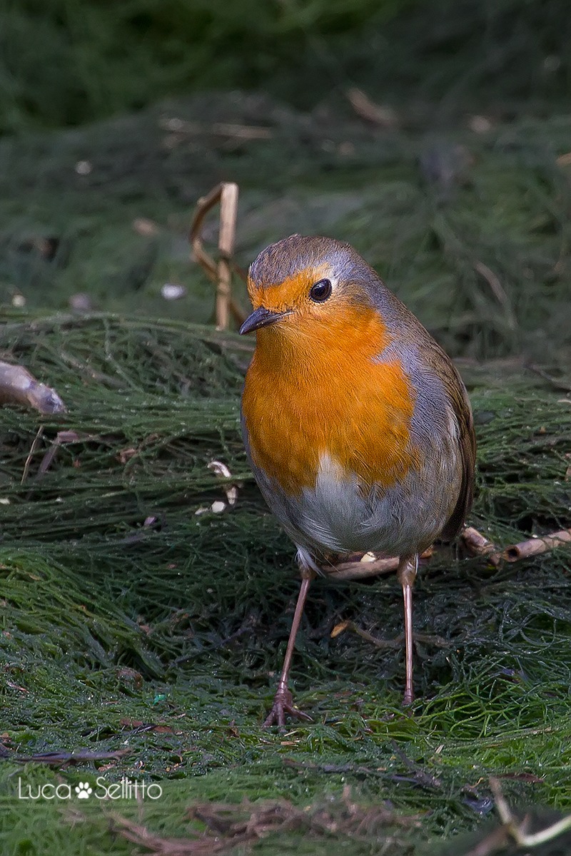 Robin