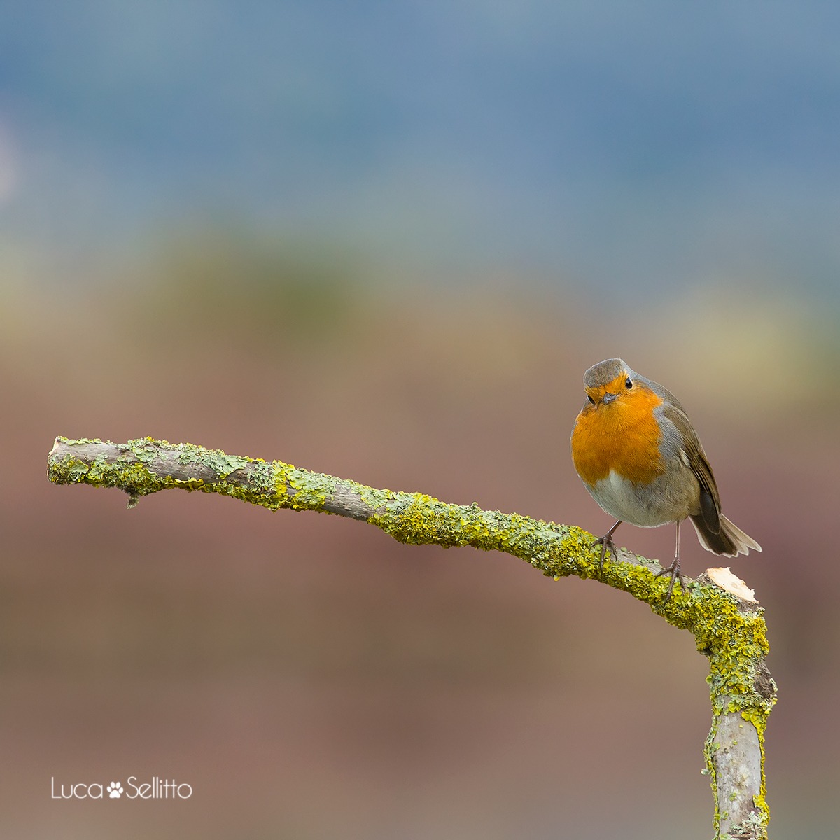 Robin
