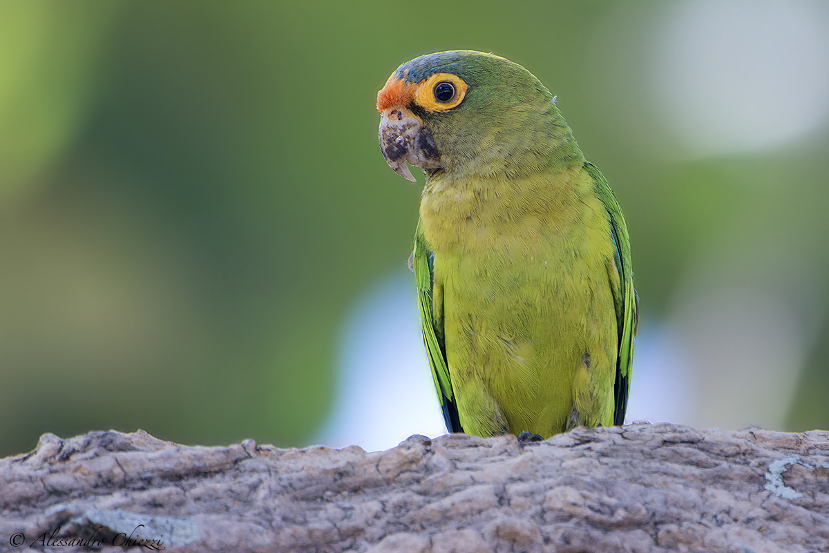 Conuro frontearancio