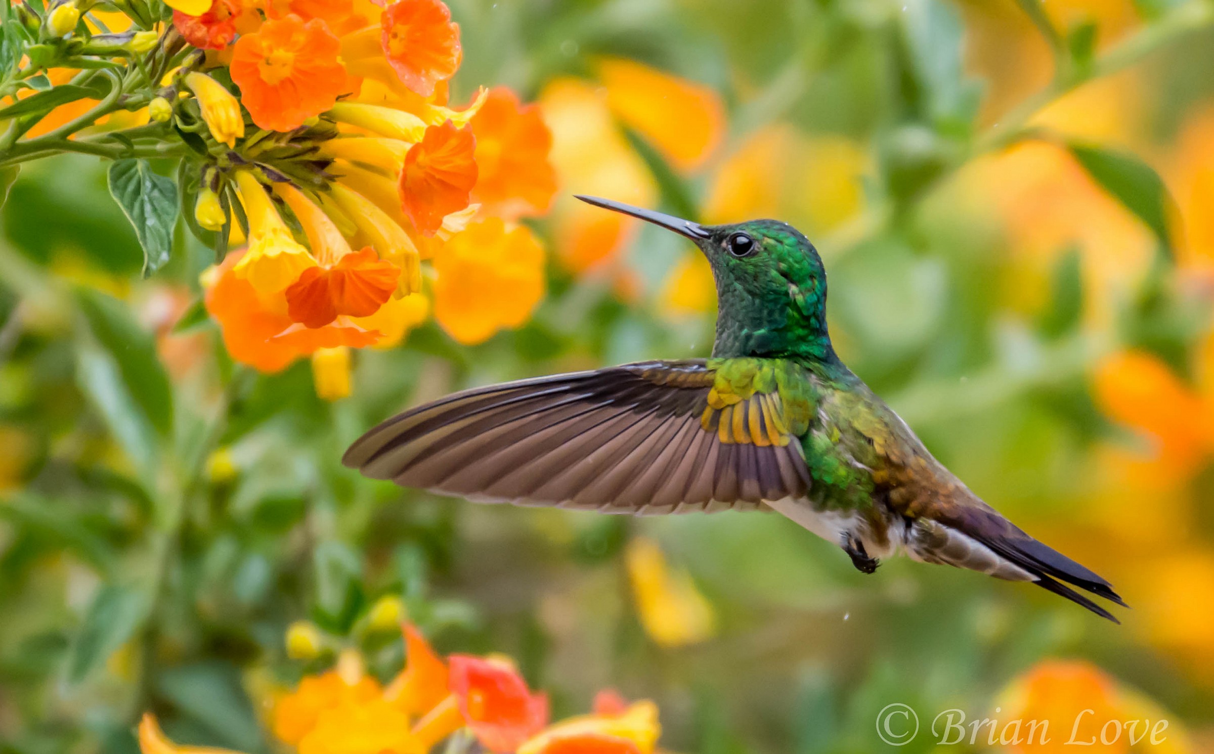 Snowy-bellied Hummingbird