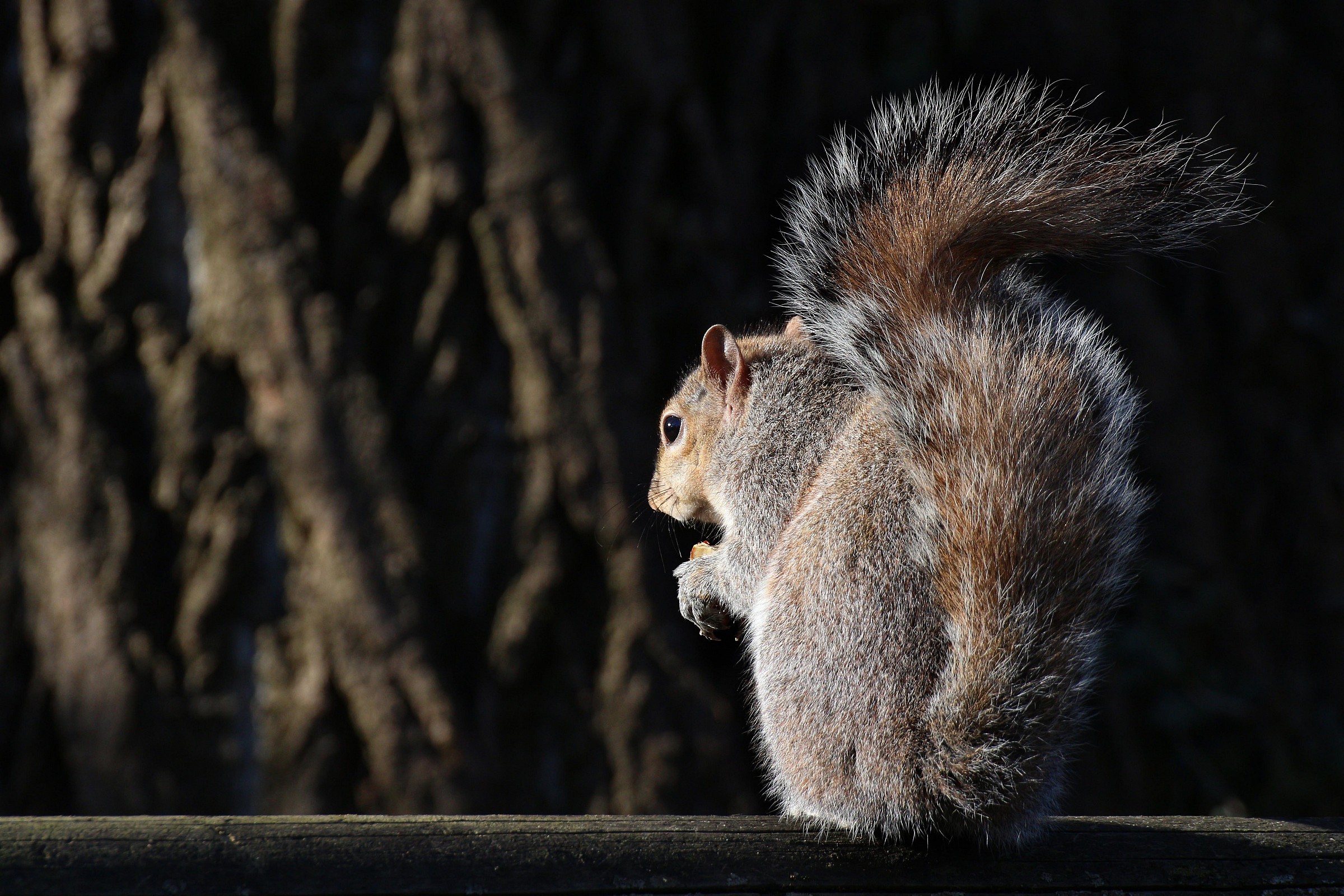 Breakfast of squirrel