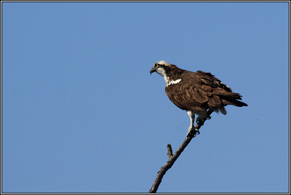 Falco pescatore (Pandion haliaetus)