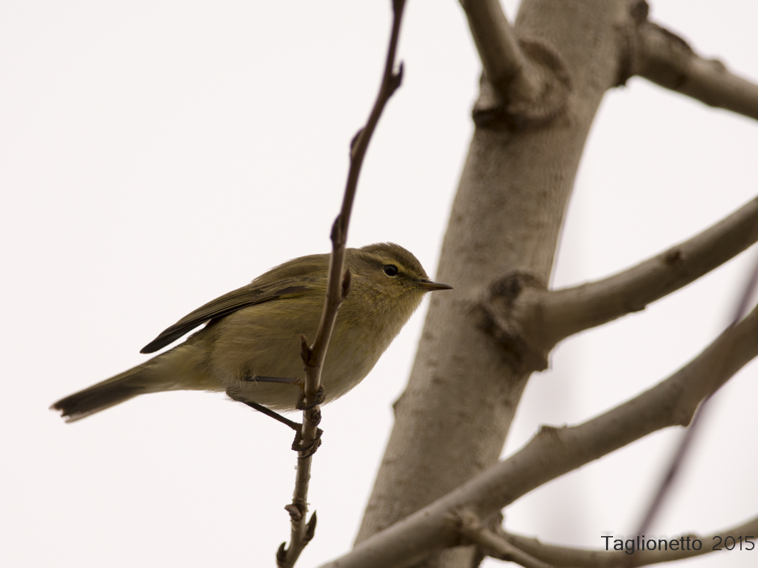 Nel grigio un verde Liù