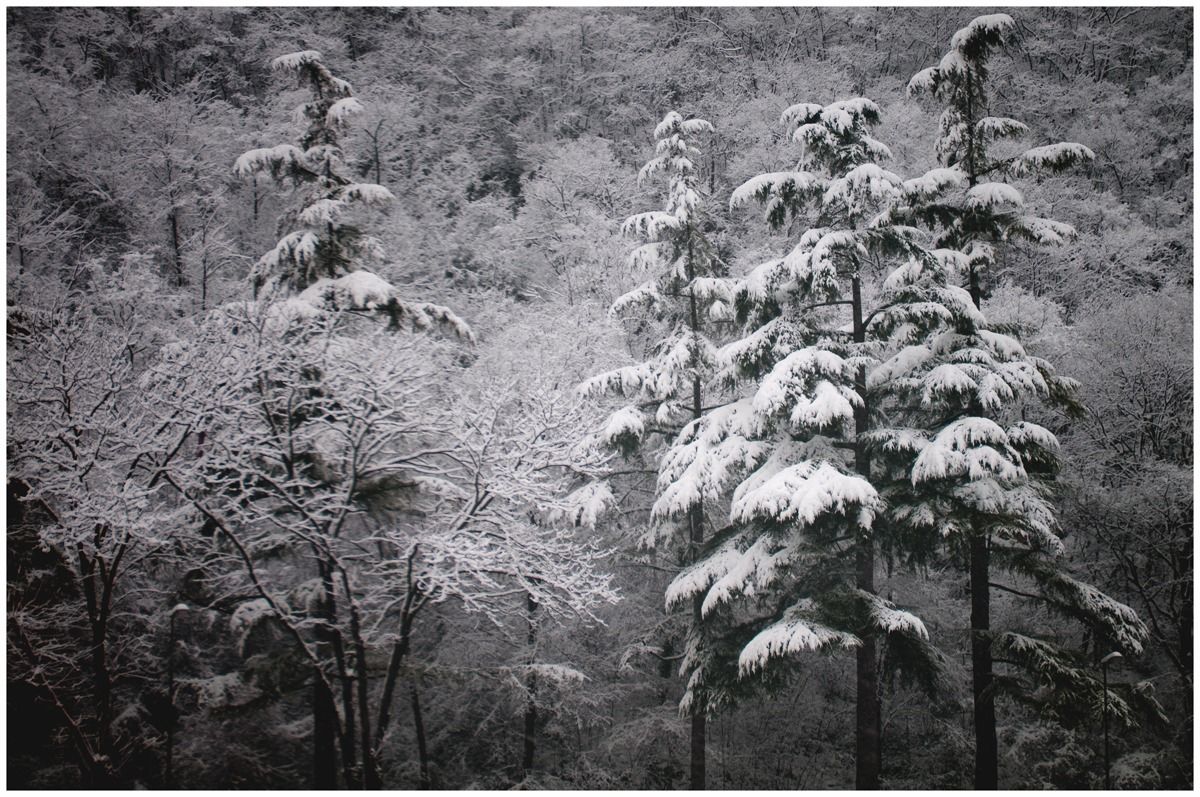 suggestioni nel bosco