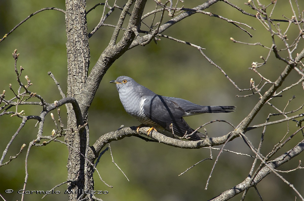 Cuculo _Cuculus canorus _