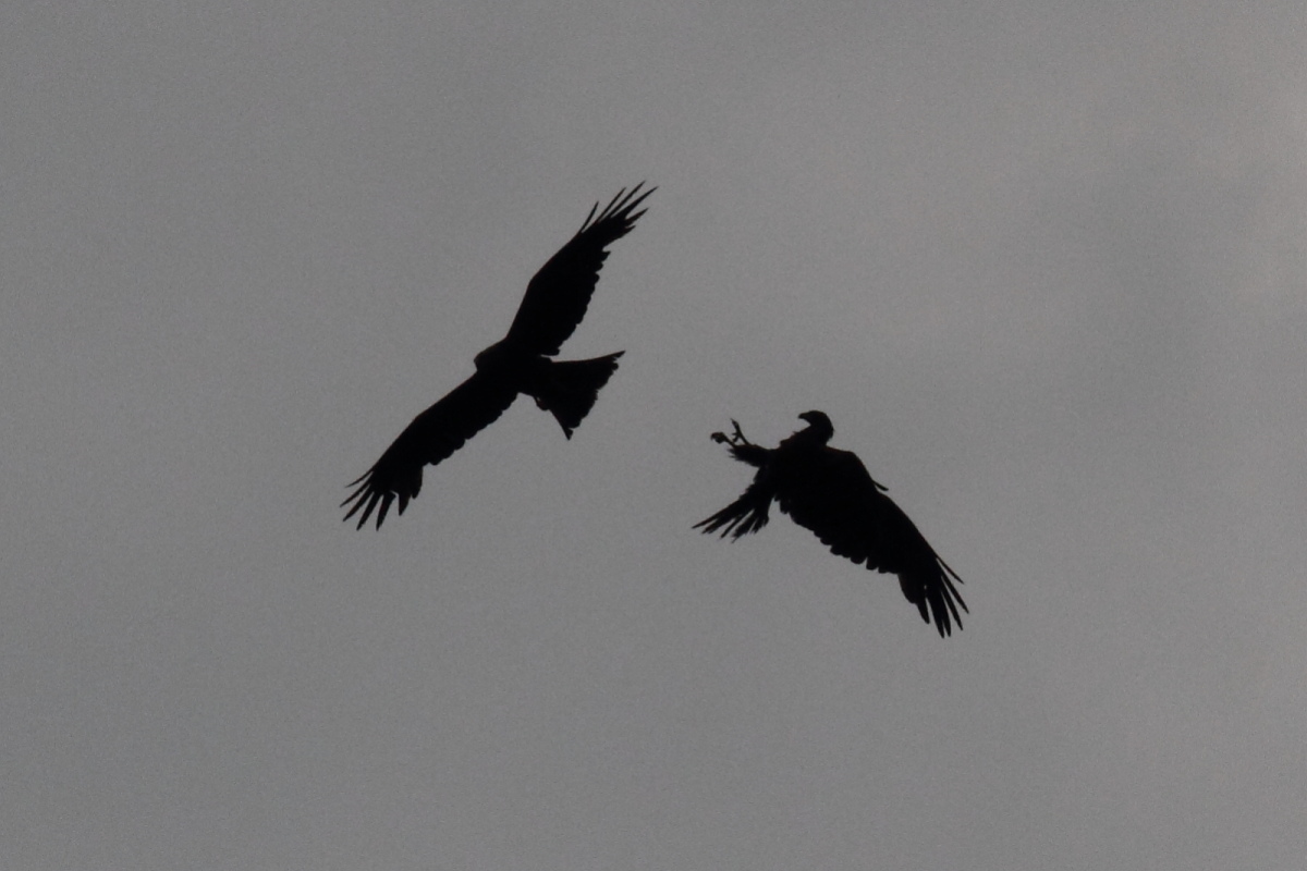 scontro tra pogliane