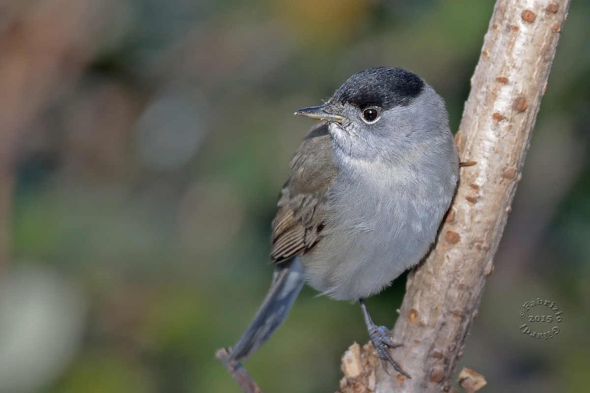 Blackcap m. (Sylvia atricapilla)