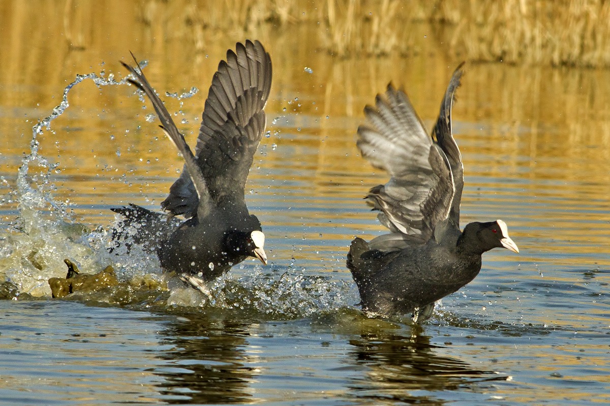 Coots quarrelsome