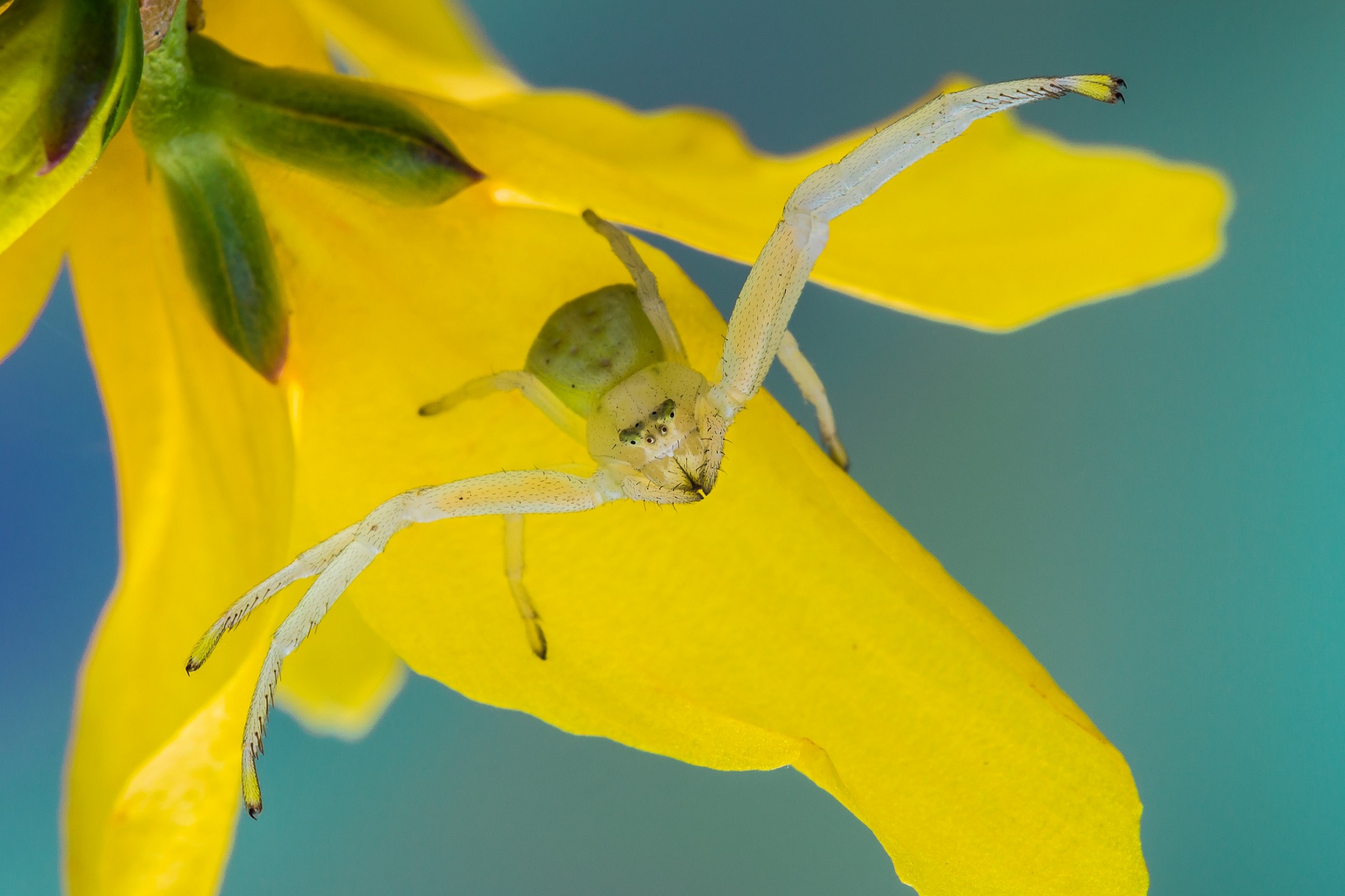 Misumena vatia (female)