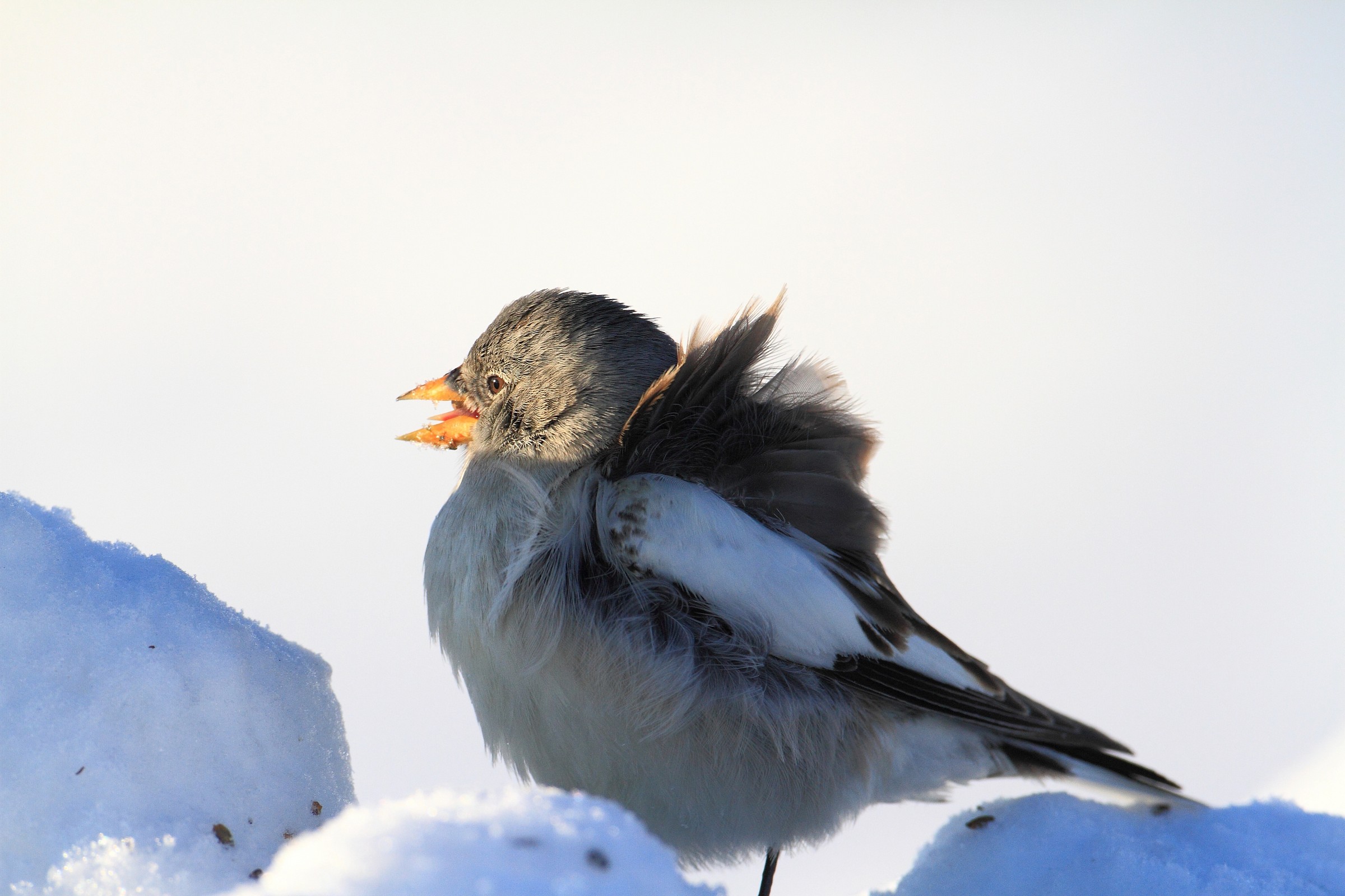 fringuello alpino al tramonto