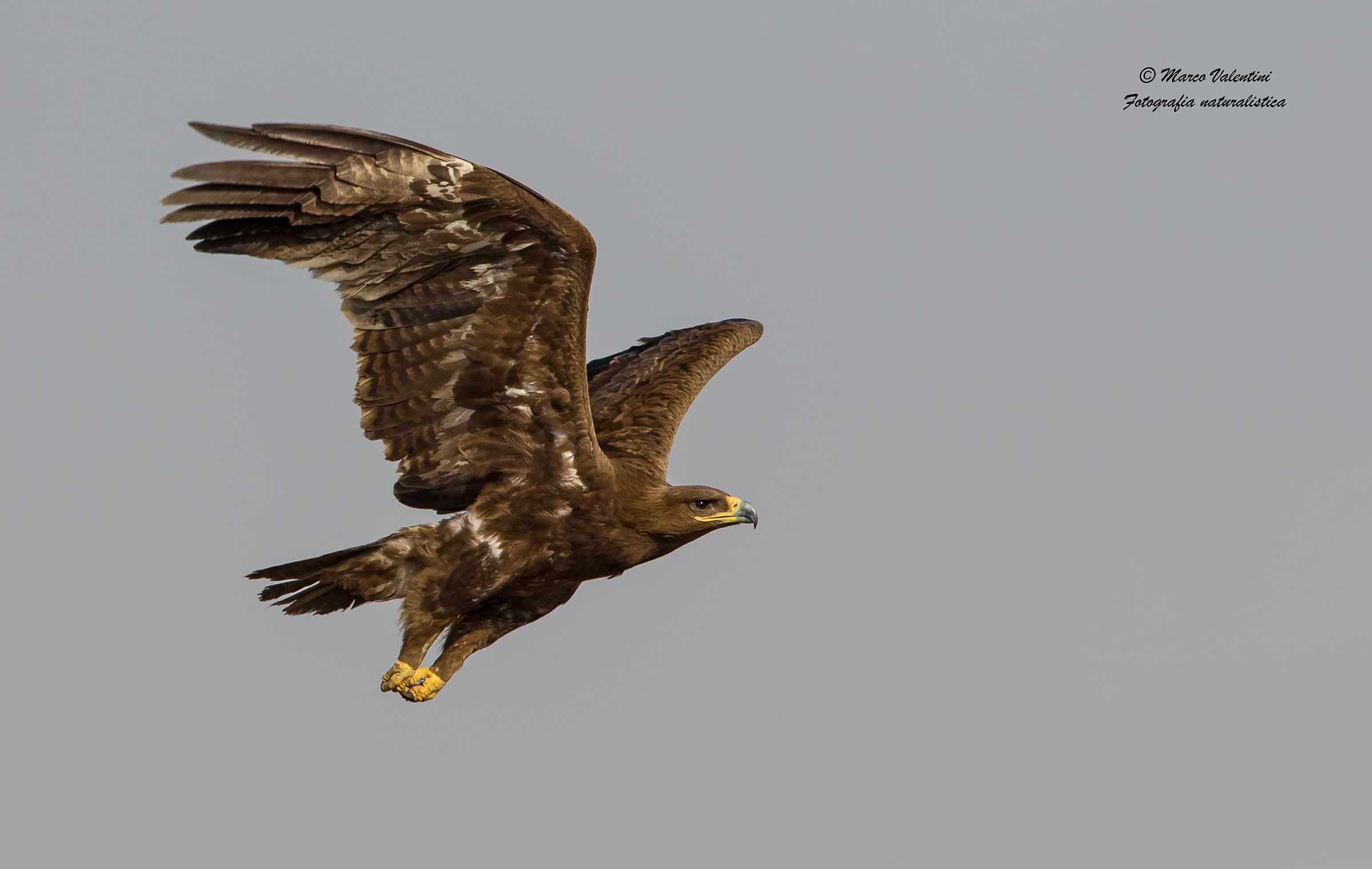 Il volo della regina