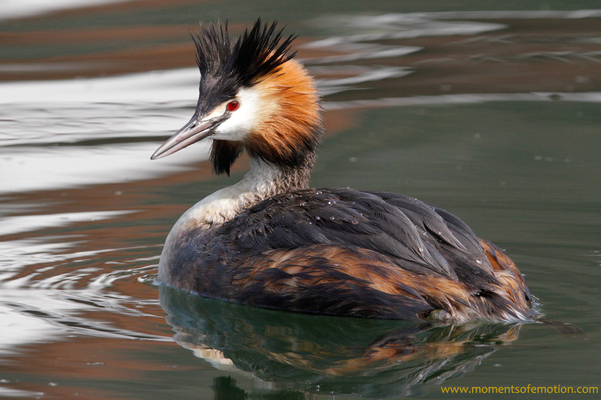 Grebe