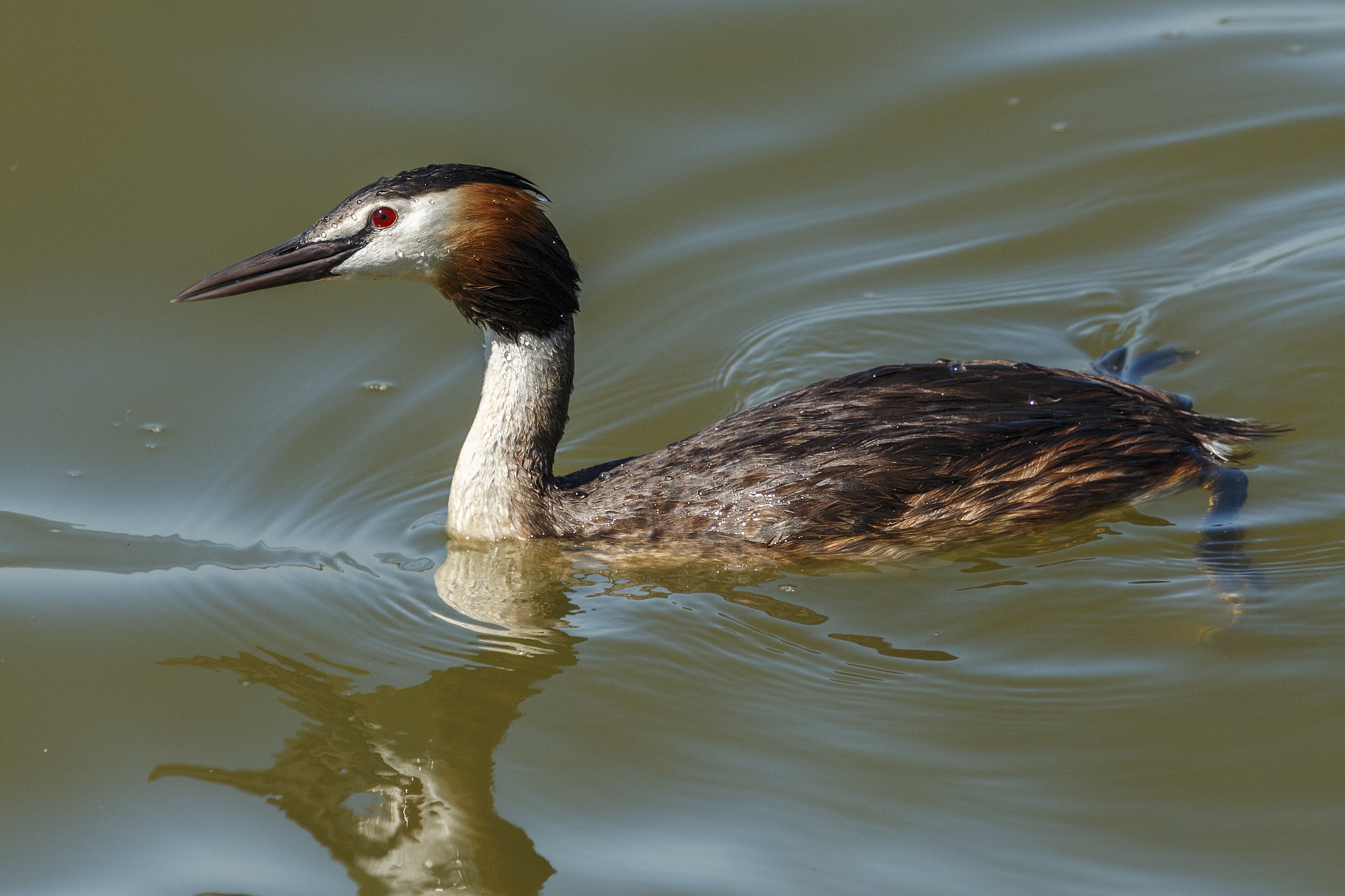 Great Crested Grebe