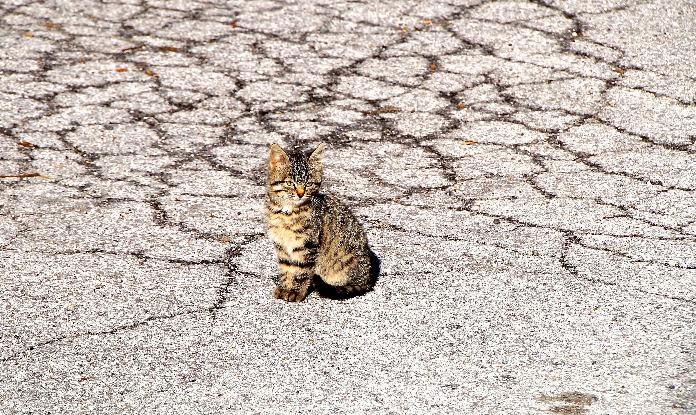 One with the asphalt