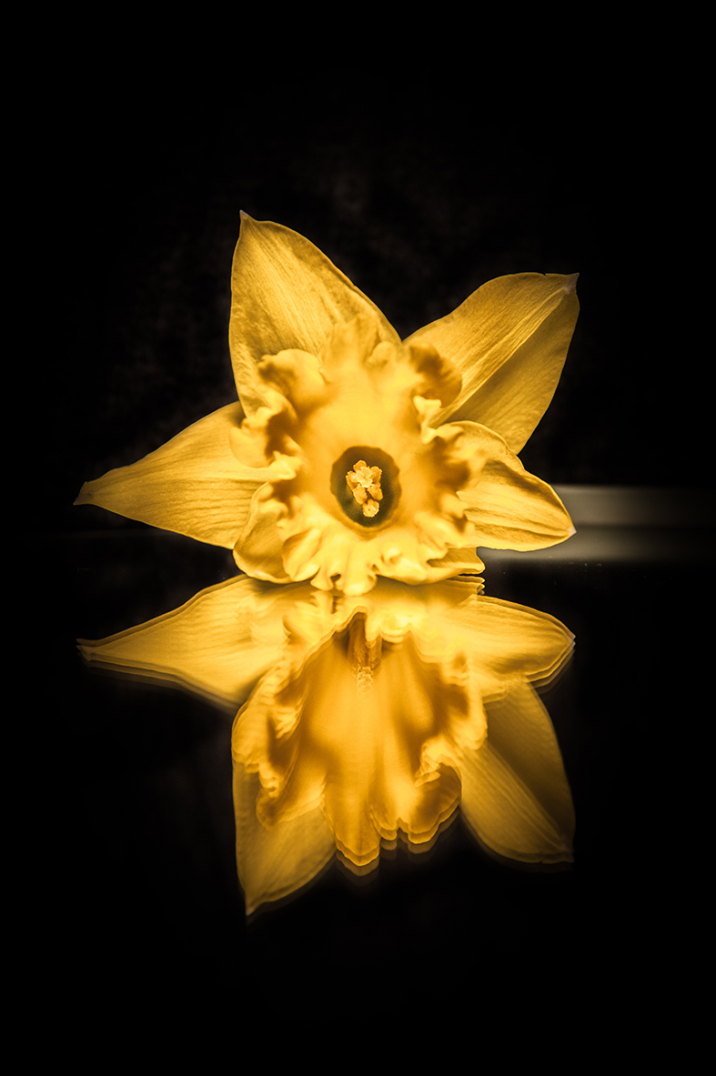 narciso si specchia ancora