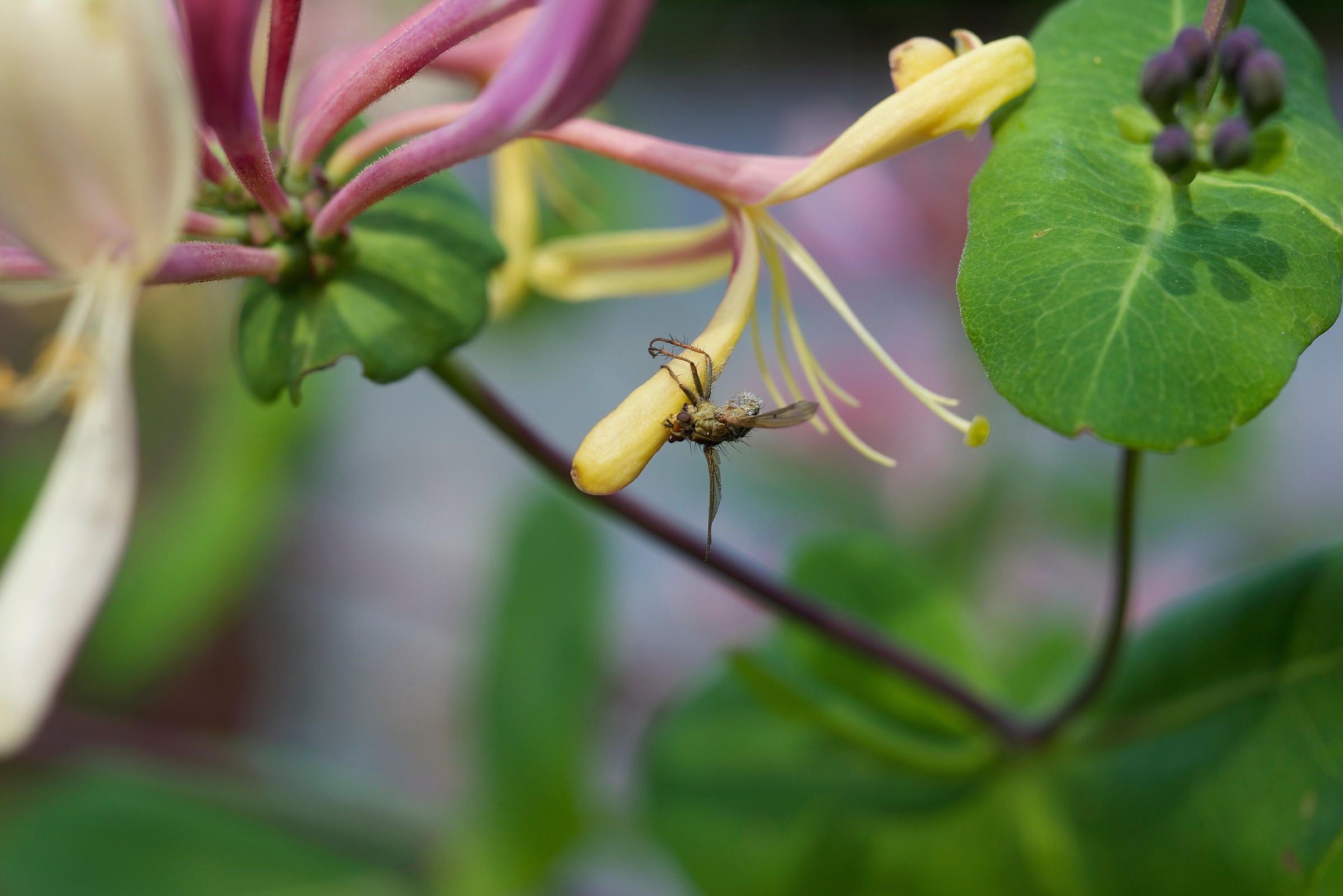 between the honeysuckle