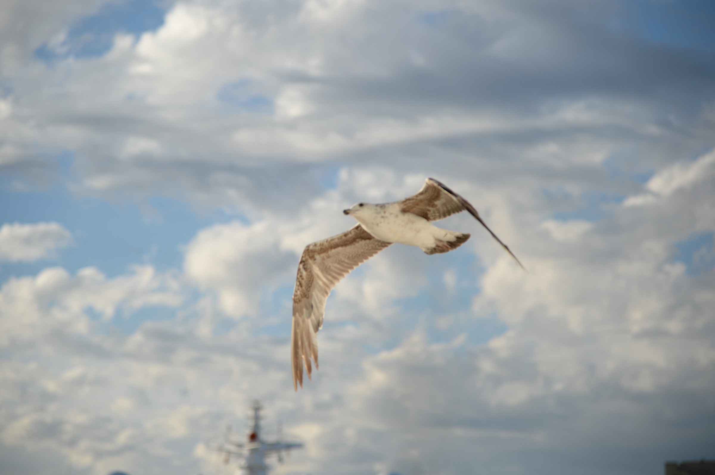Seagull by cruise. ..