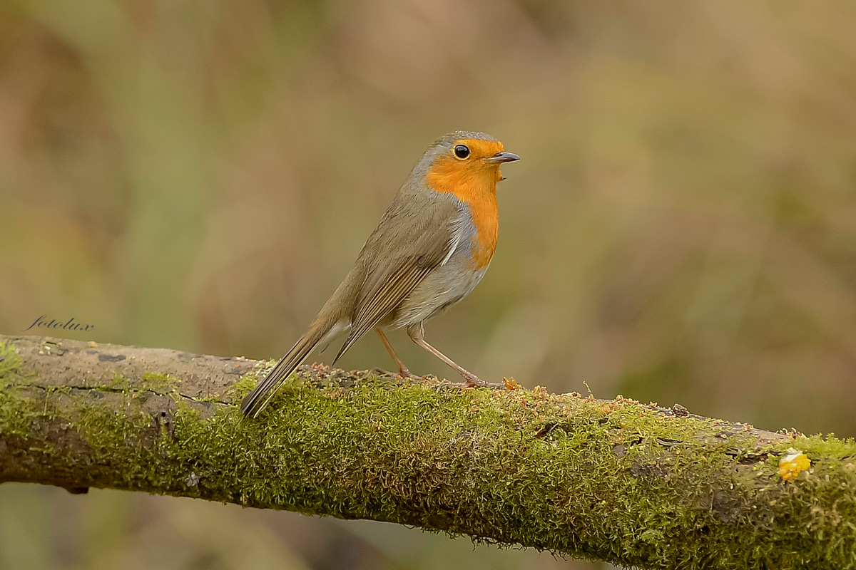 Pettirosso (Oasi Cervara) 2014