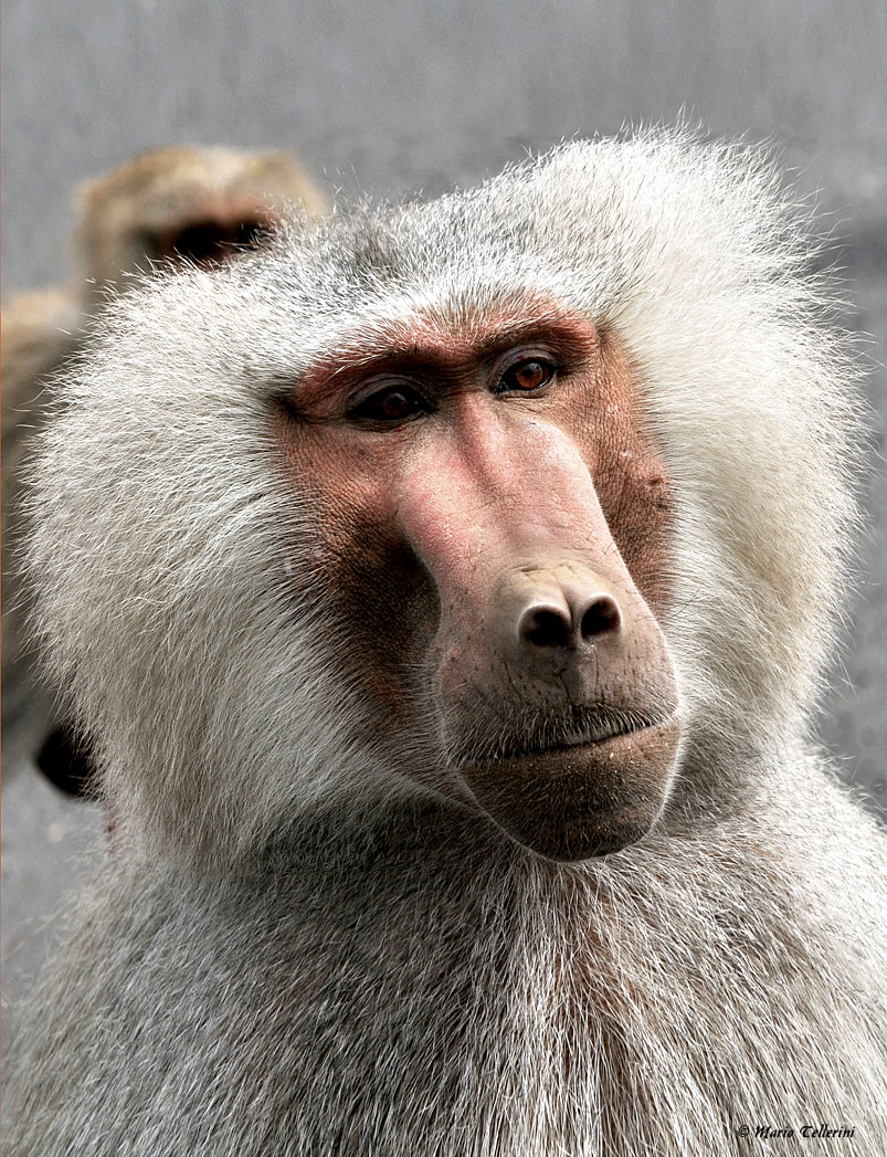 Baboon