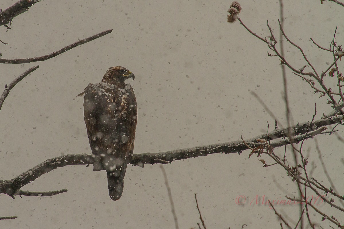 .. The Queen and the snow ...