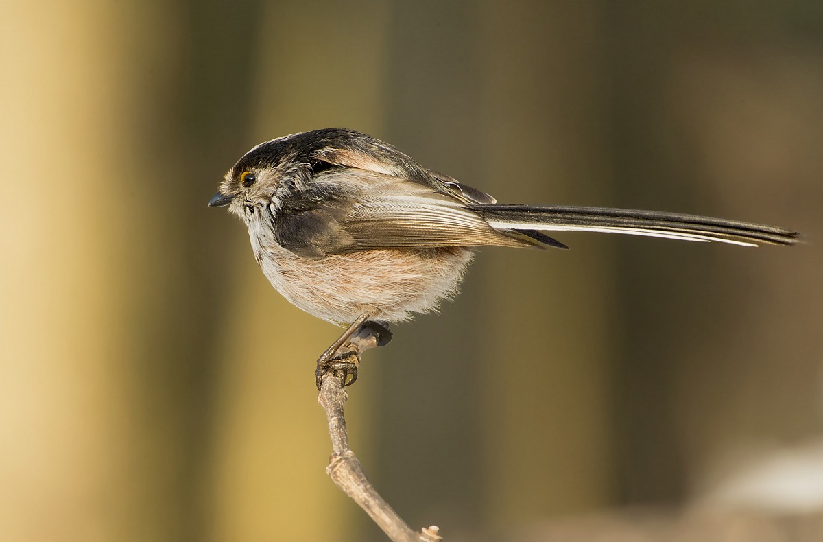 the usual codibugnolo