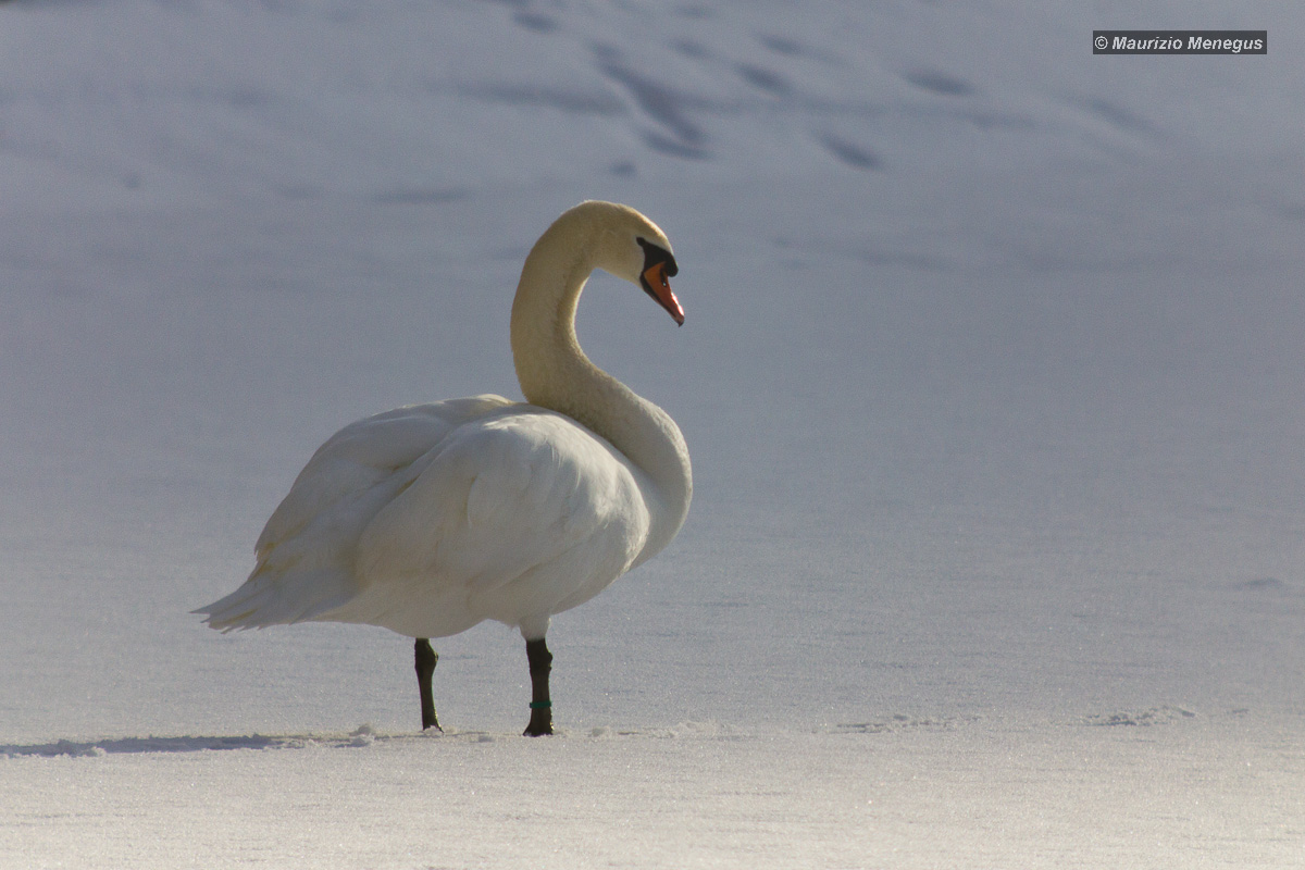 Cigno reale sul lago ghiacciato