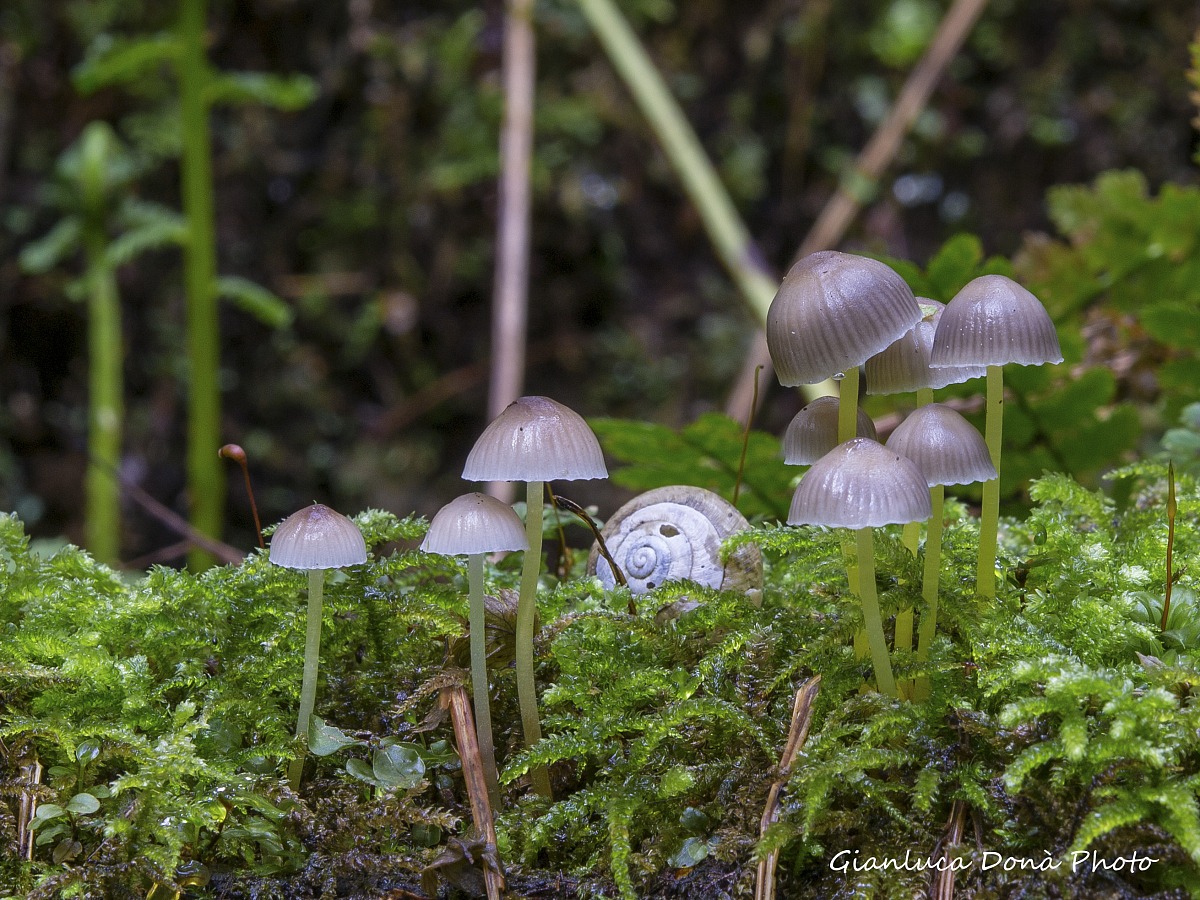 Mycena epipterygia