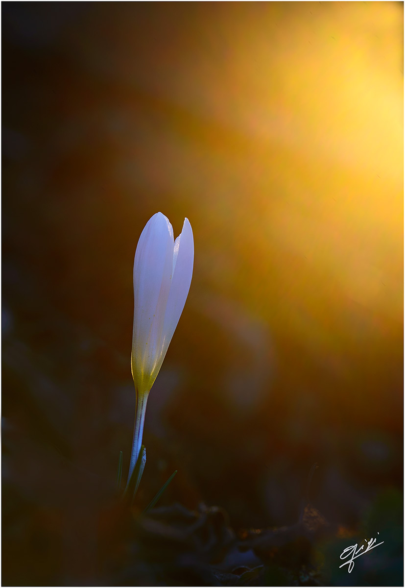 still crocus
