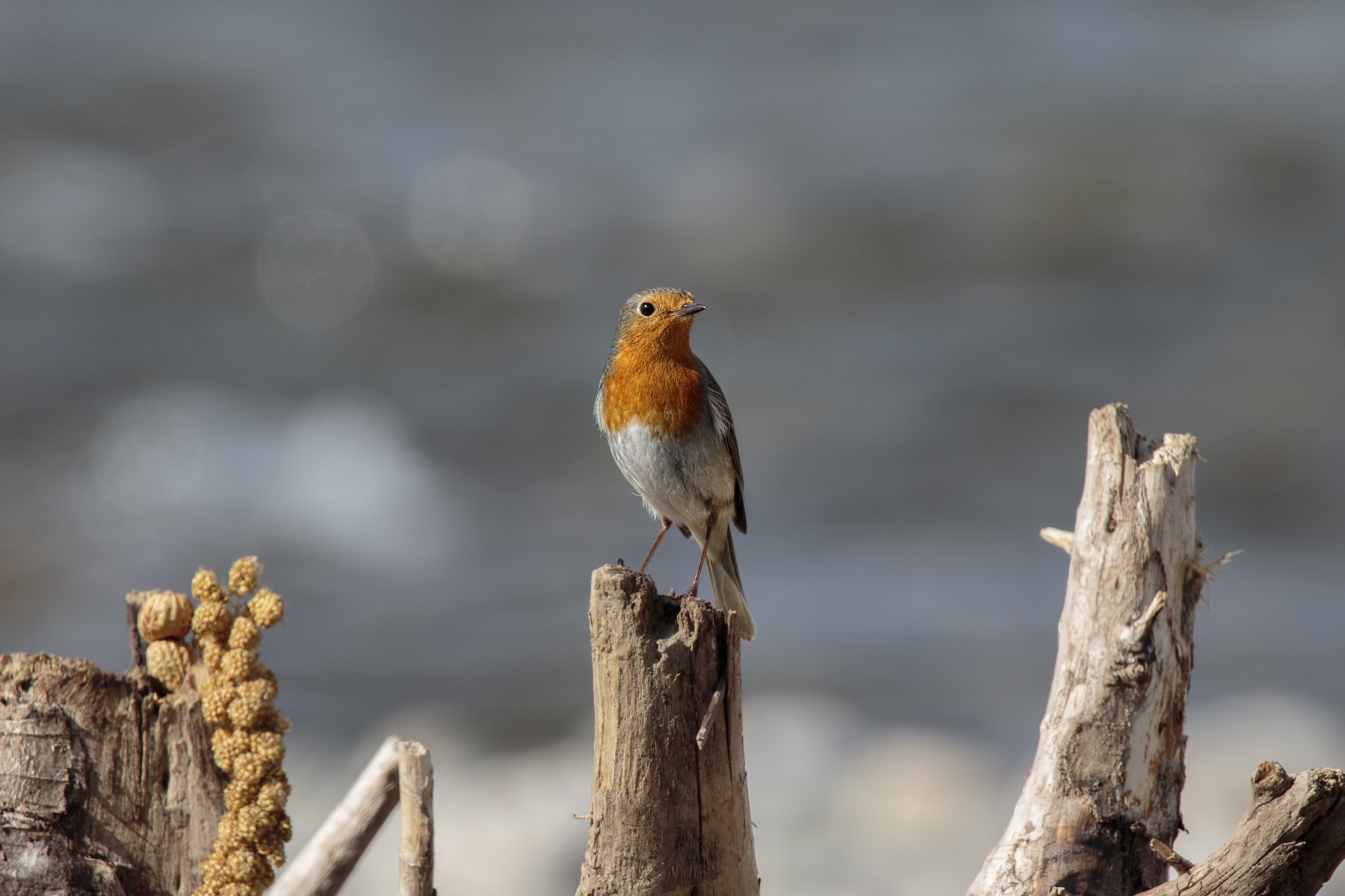 Robin (Erithacus rubecula)