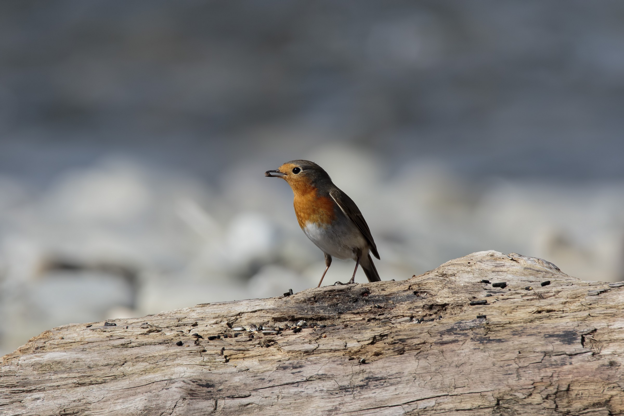 Robin (Erithacus rubecula)