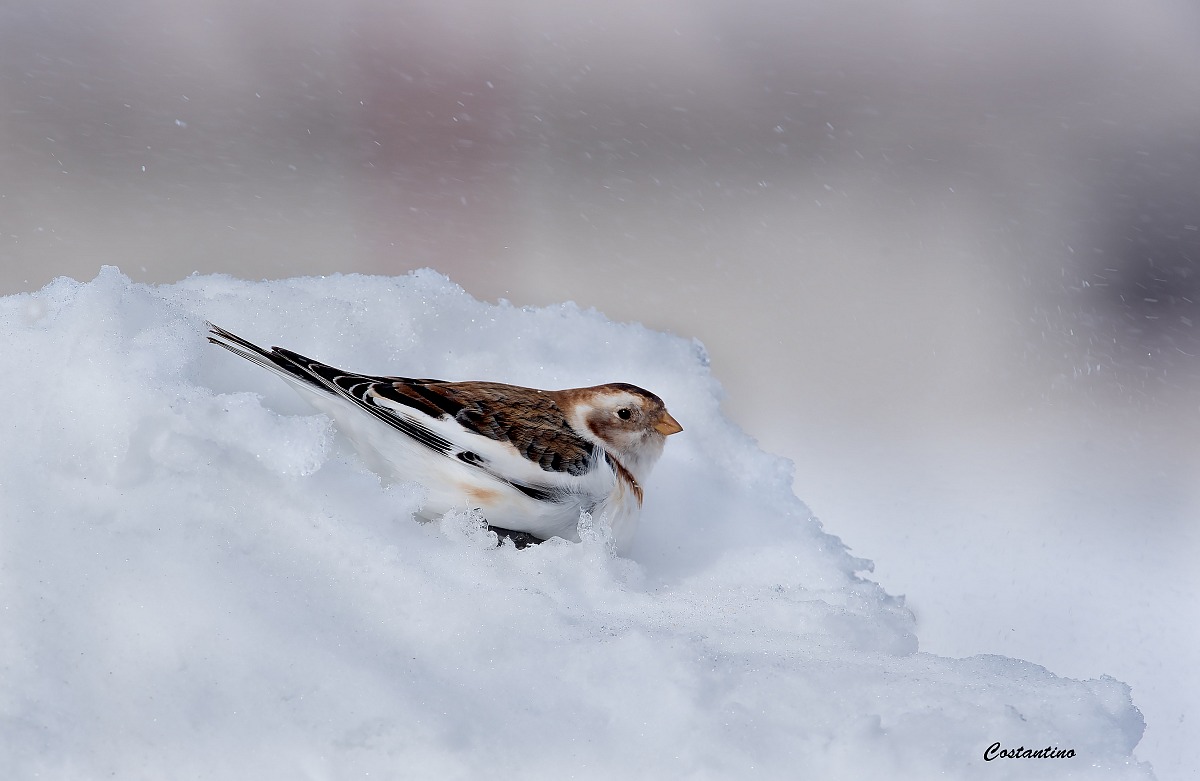 Snow Bunting (Calcarius nivales)