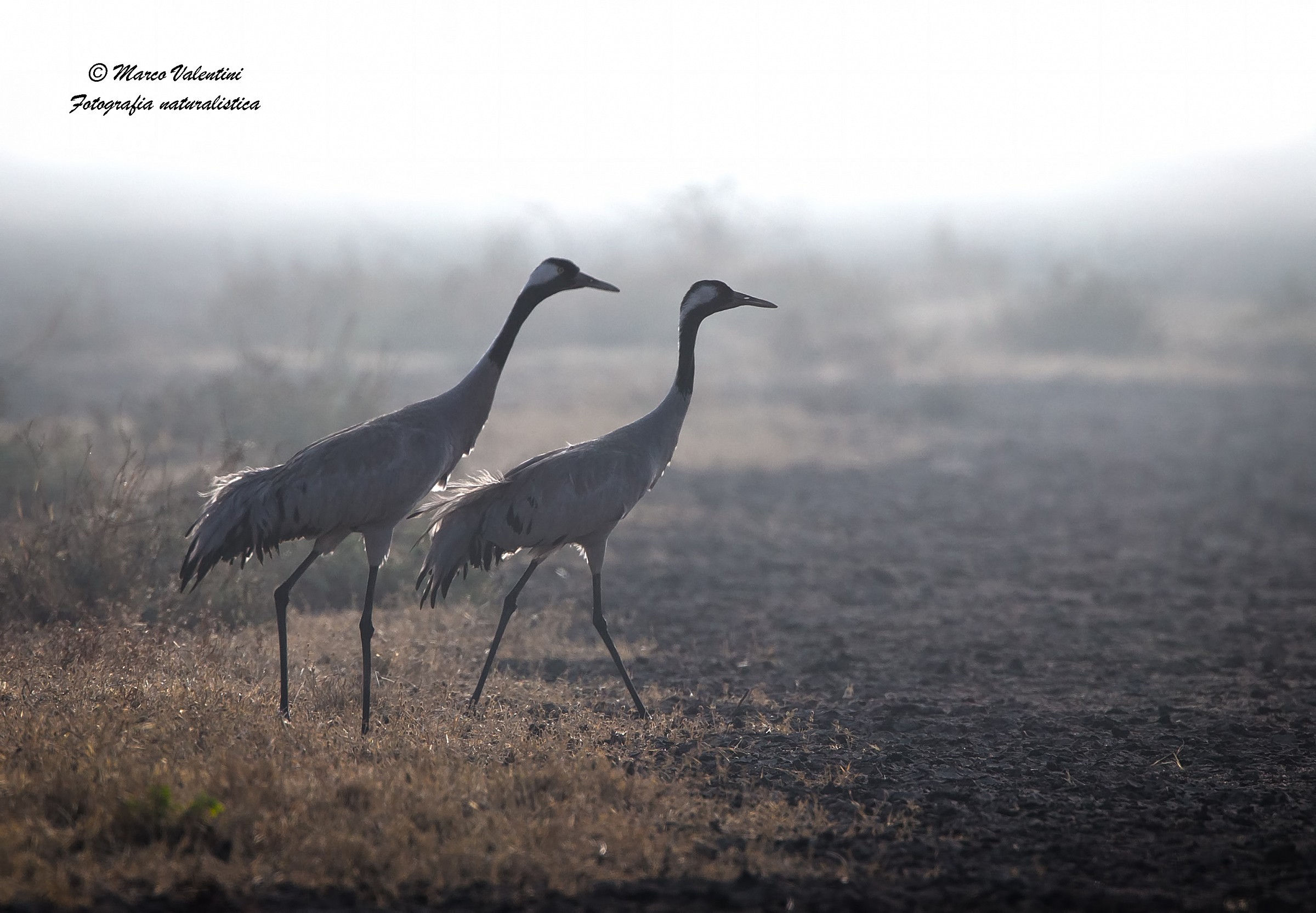 Cranes in the fog