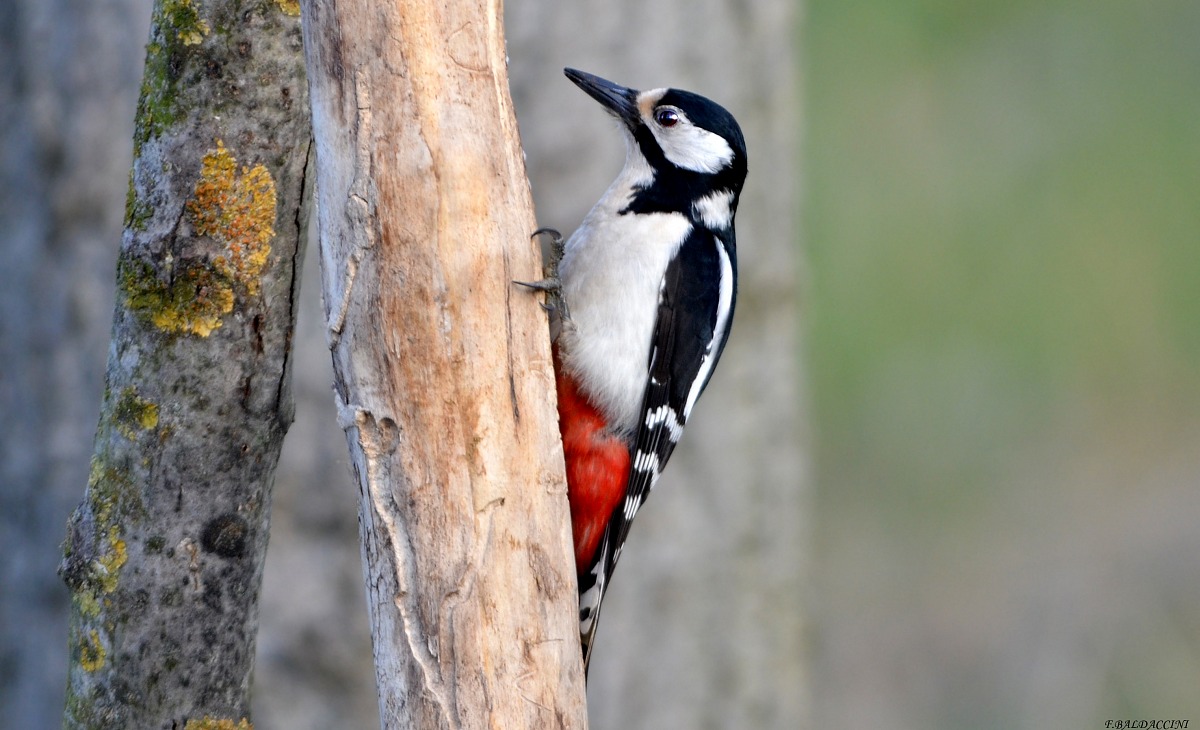woodpecker