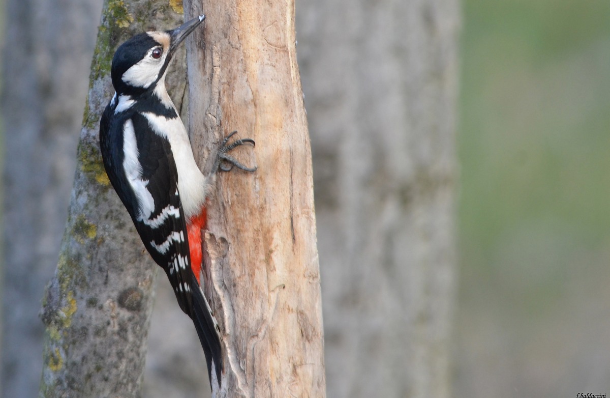 woodpecker
