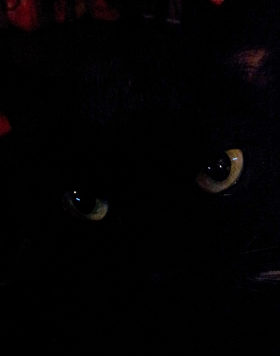 Ugolino: The dark side of the cat.
