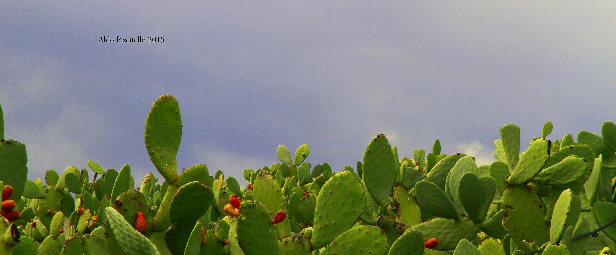 An expanse of plants of prickly pear