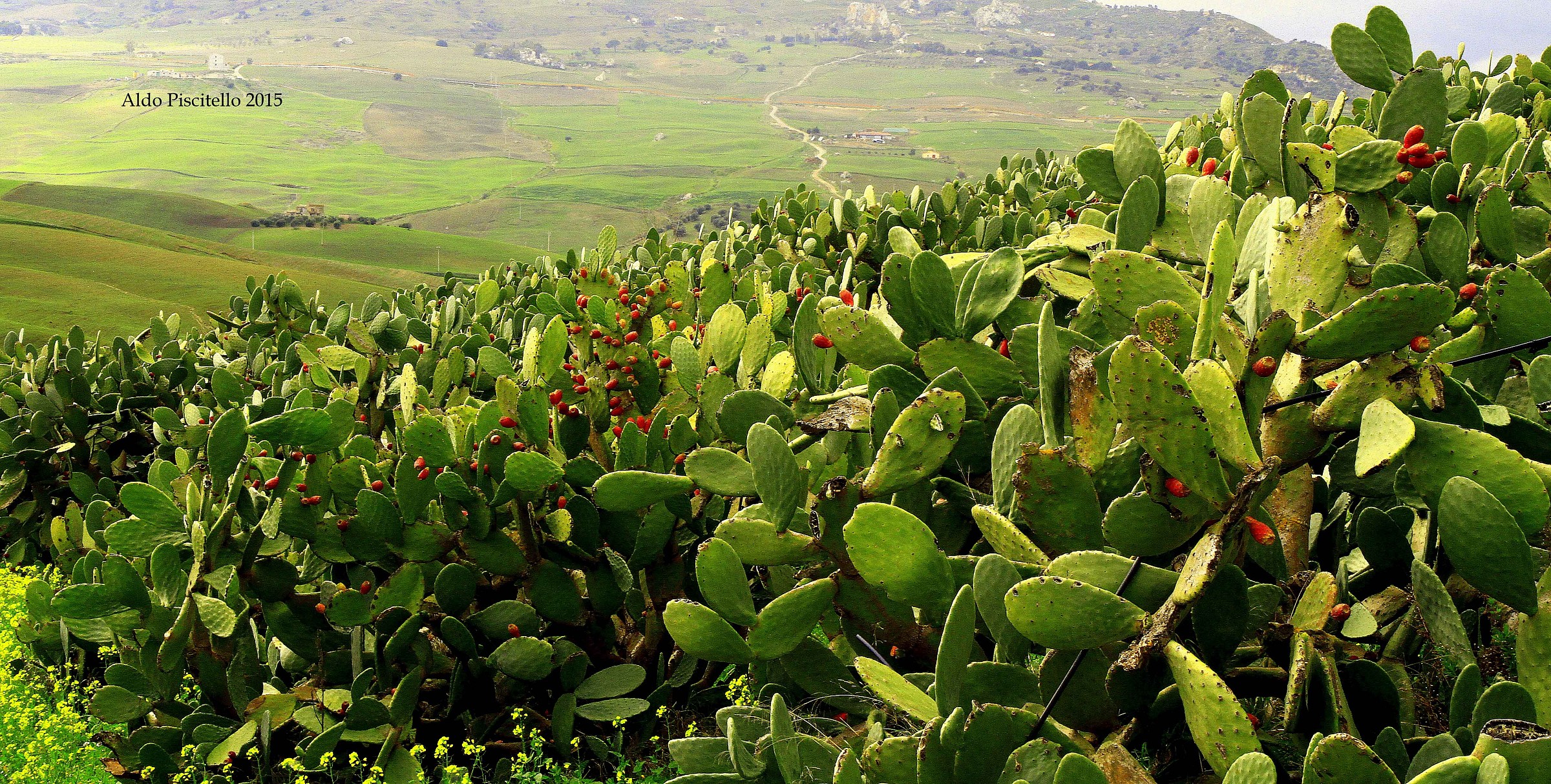 Always an expanse of prickly pears in the countryside