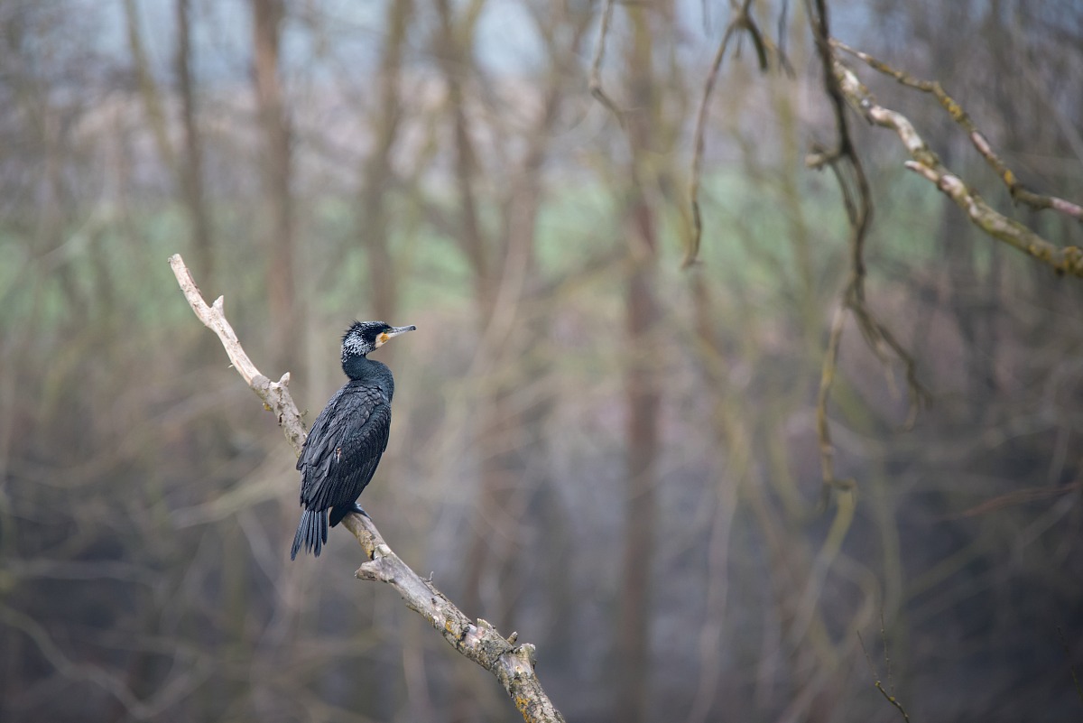 Great Cormorant (Phalacrocorax carbo)