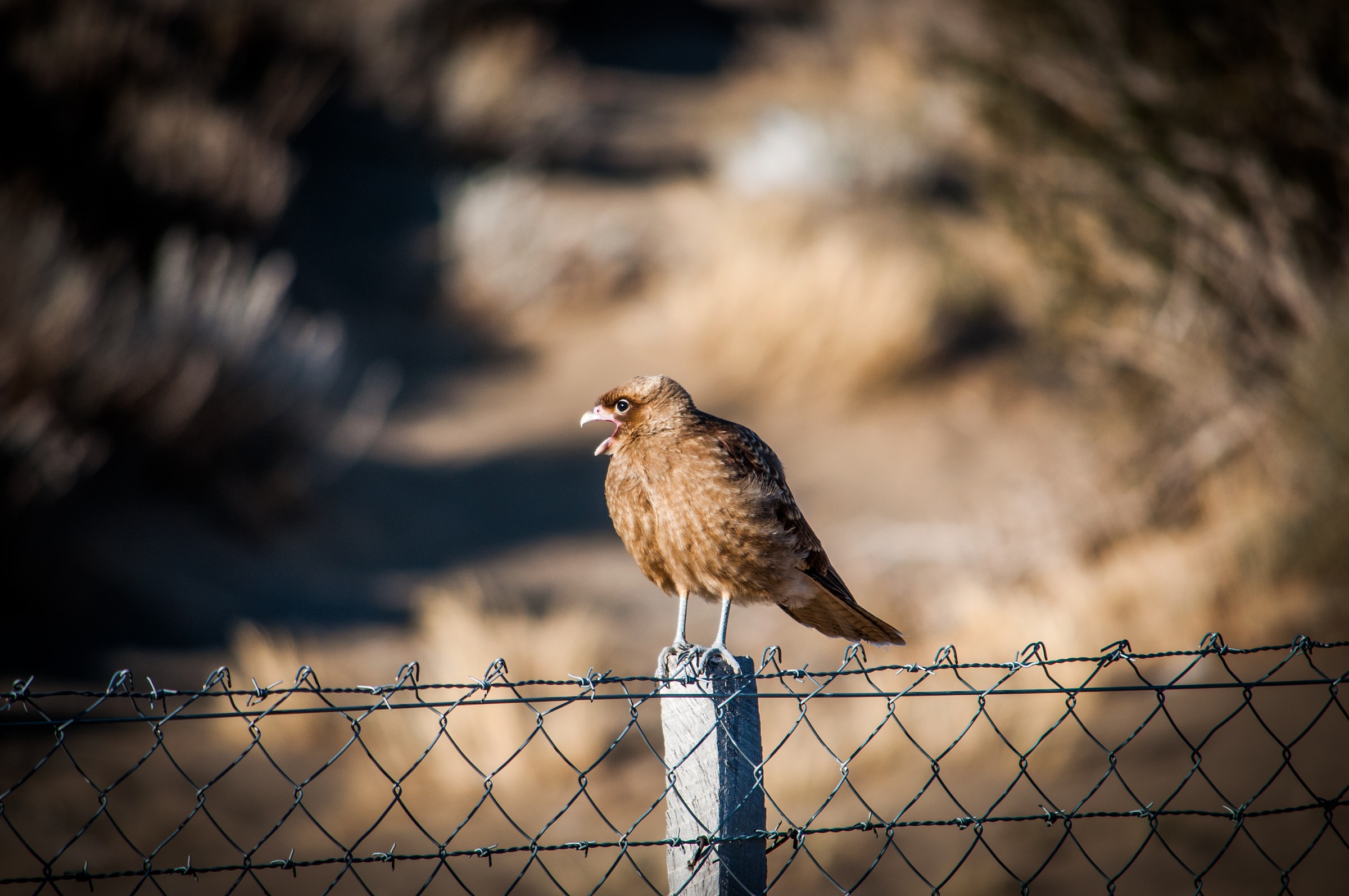 Carancho on fence