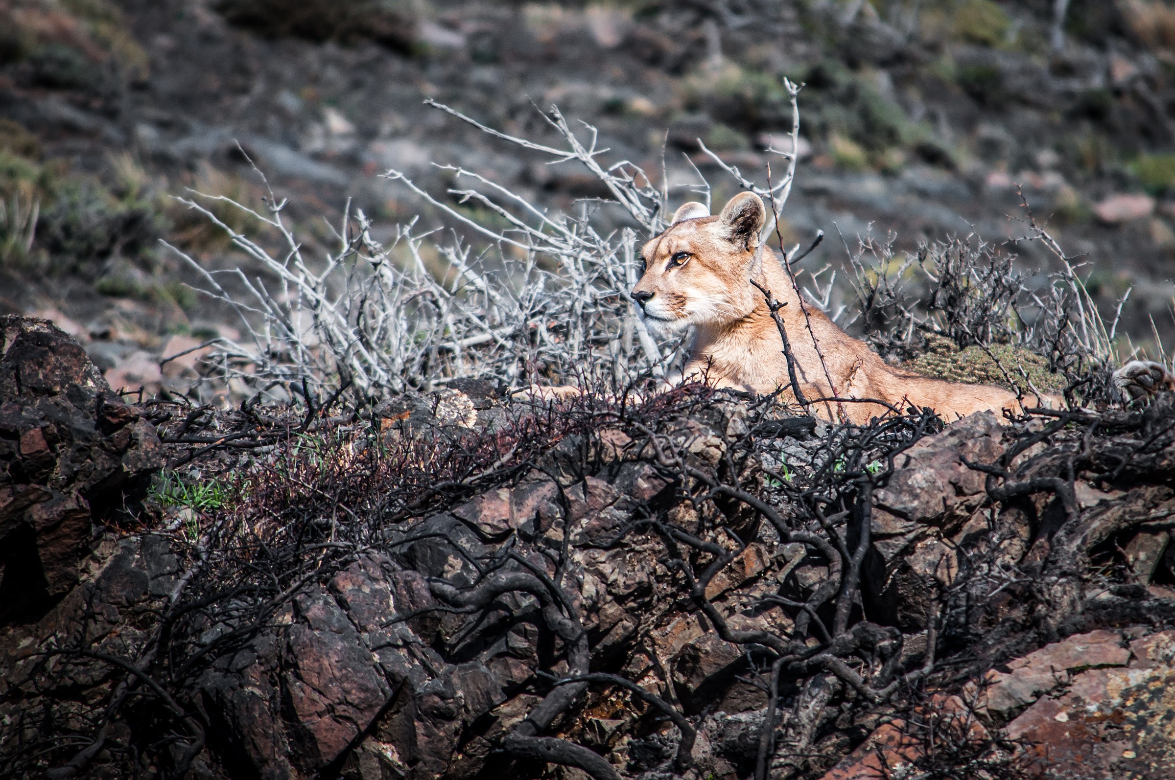 Puma in Torres del Paine (Chile)