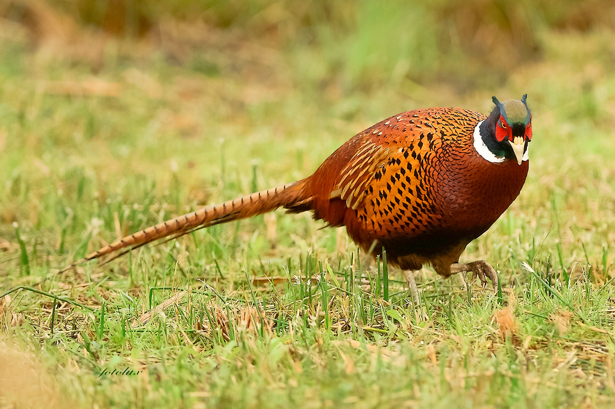 Fagiano Reale (definito da Google ) Oasi Cervara 2014