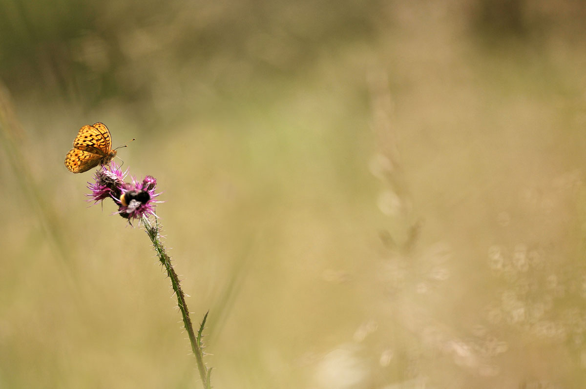 non proprio una macro...