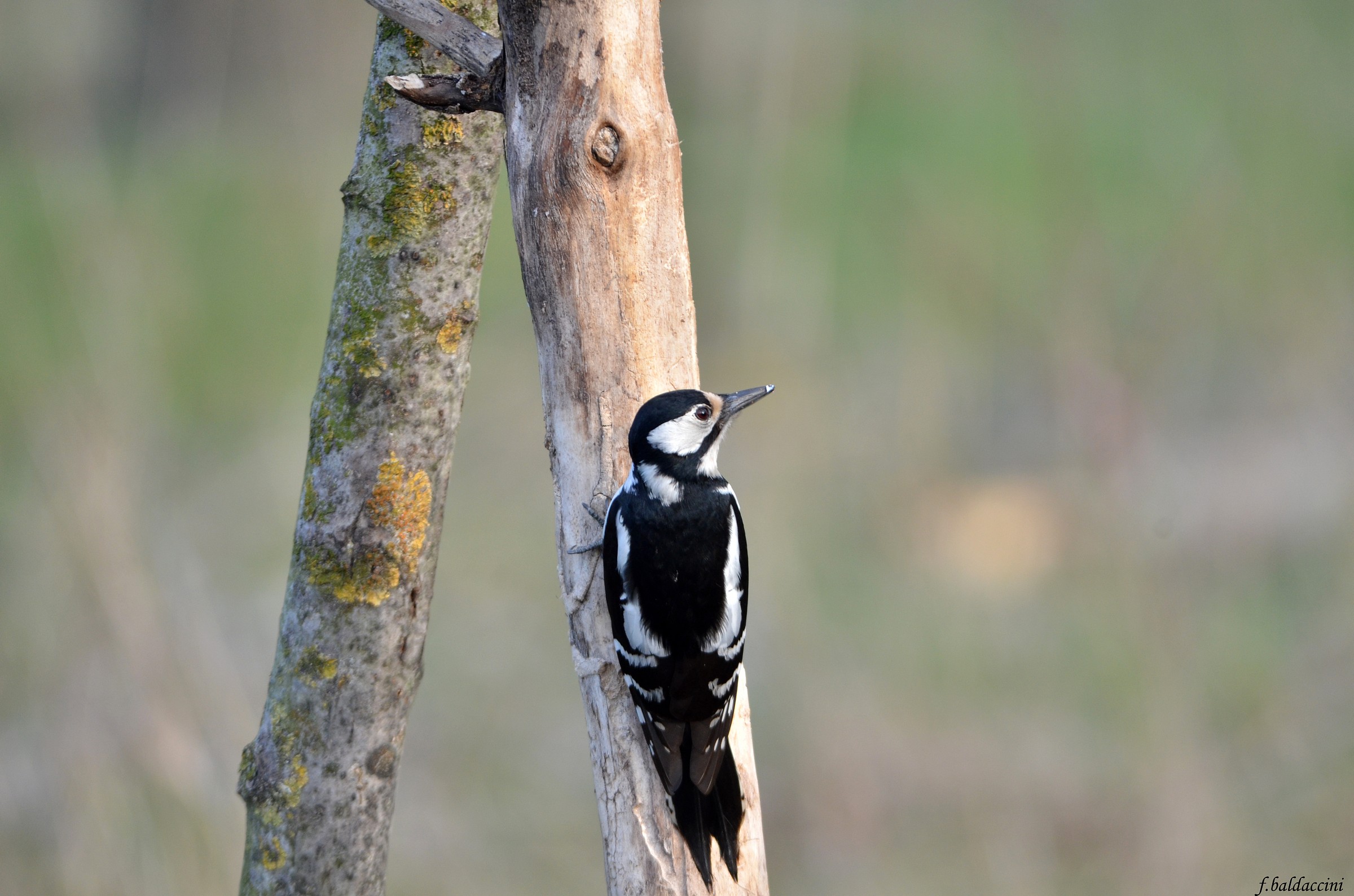 woodpecker