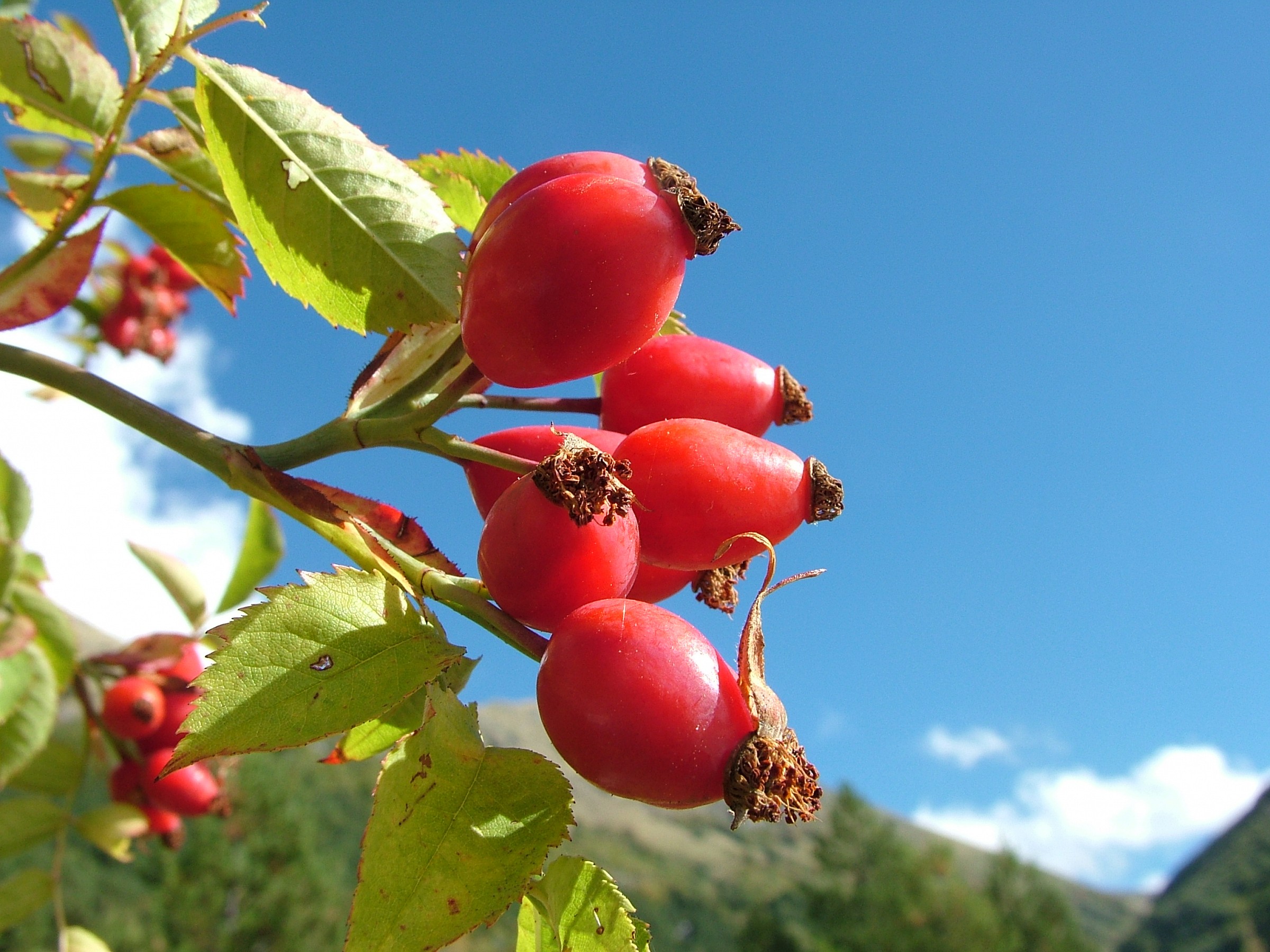Rosehip